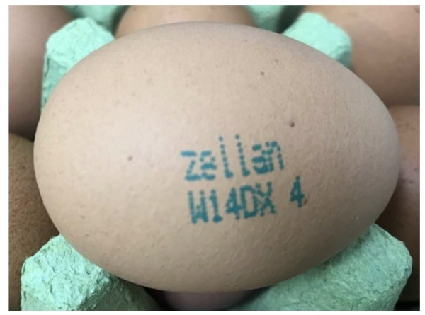 살충제 성분 검출로 회수조치된 계란. (사진제공=식품의약품안전처)
