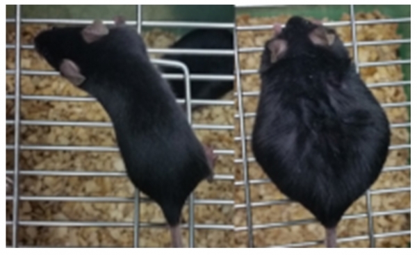 일반 쥐(왼쪽)와 당뇨 쥐. (사진제공=식품의약품안전처)