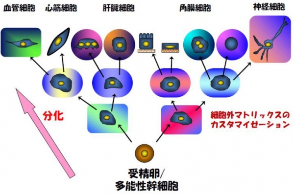 iPS(다기능줄기세포)의 다양한 쓰임새.  (이미지: iPS포털 사이트에서 캡처)