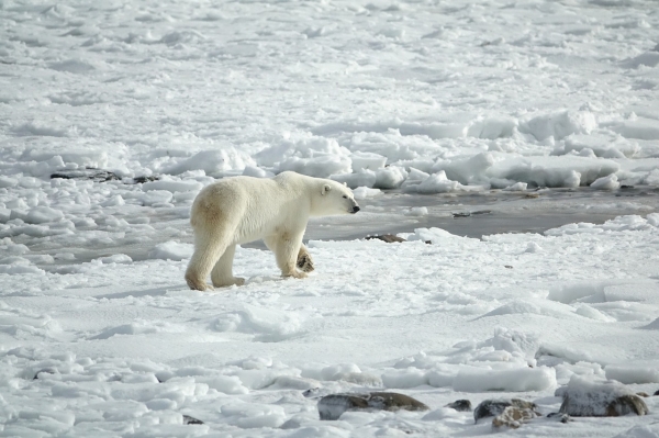 기후변화로 북극해의 빙하가 줄어들고 있다. (사진=픽사베이)