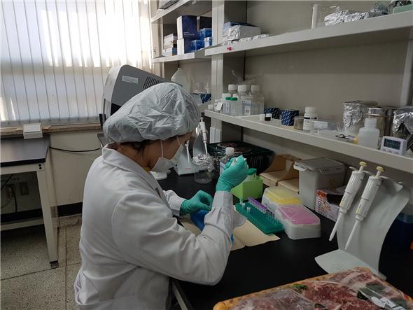한우확인검사 및 쇠고기 DNA동일성검사를 통해 한우 둔갑 “꼬~옥”잡아낸다.  (사진=대구시)