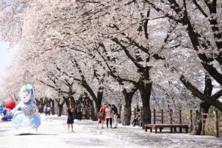 안동 벚꽃축제 (사진제공=경북도)