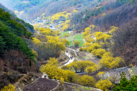 의성 산수유꽃피는마을.  (사진제공=경북도)