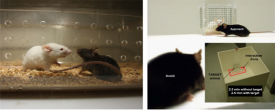 기사회패배스트레스 동물모델(왼쪽)과 사회성 행동 테스트. 사진=한국뇌연구원 제공