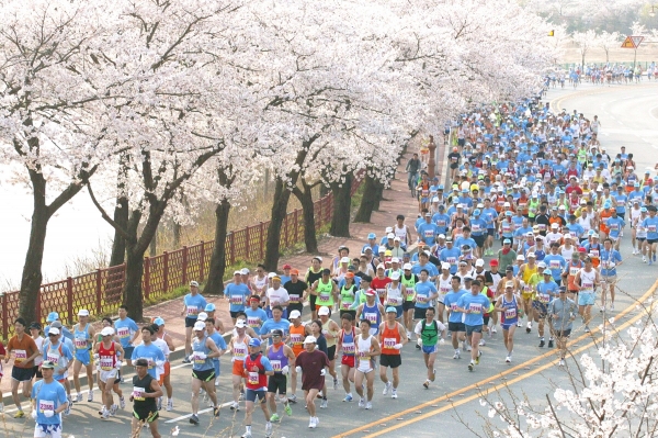 도시 전체가 흰빛과 분홍빛의 벚꽃 물결을 이루는 경주에서 이번 주부터 환상적인 벚꽃축제와 스포츠대회가 잇따라 열린다. 사진은 지난해 벚꽃마라톤 장면. (사진제공=경주시)