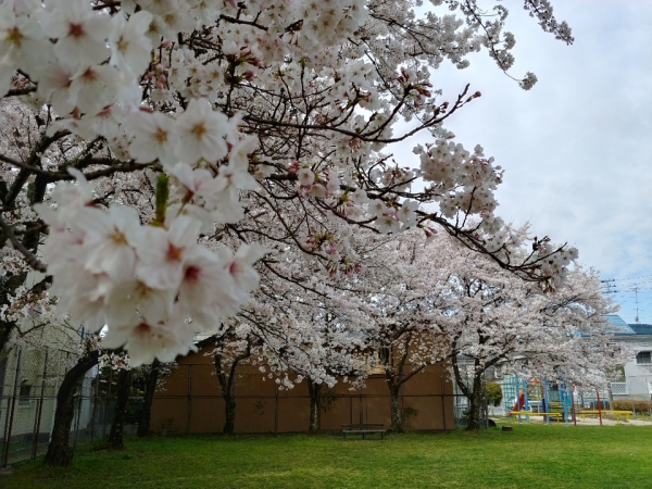 벚꽃이 활짝 핀 일본. (사진제공= 안덕영 일본철도여행전문가)