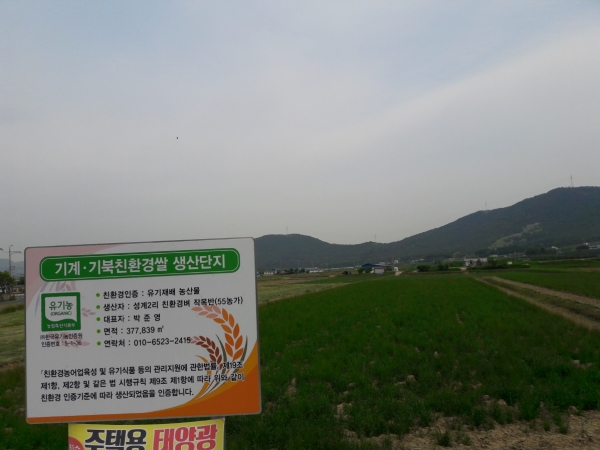지난 9월 기계 친환경쌀 생산단지에 무인헬기 파종한 이탈리안라이그라스가 성공적으로 생장해 수확을 앞두고 있다.(사진제공=포항시)