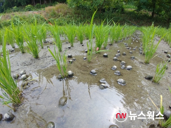 벼 친환경 농법으로 논에 왕우렁이가 투입된 모습(사진=광주시)