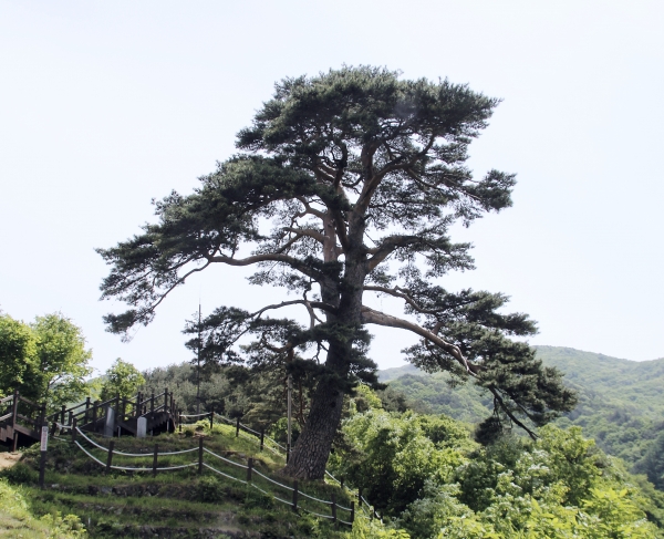 천년송 할매나무 모습 (사진=손진석 기자)