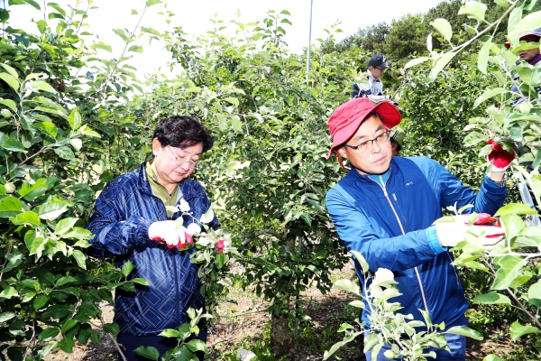 권영세(좌측) 안동시장이 와룡면 지내리 과수농가를 찾아 사과적과 작업을 돕고 있다.  (사진제공=안동시)