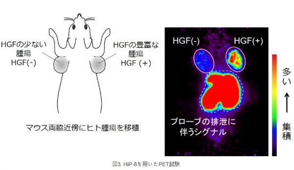 실험쥐의 양쪽 겨드랑이 쪽의 Hip-8의 기능을 보여주는 PET영상. (이미지: 가나자와대학 보도자료에서 캡처)