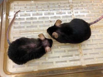 효소를 투여한 쥐(오른쪽)가 그렇지 않은 쥐에 비해 털이 매끈매끈하고 움직임도 활발하다(사진: 미국 워싱턴대 이마이 신이치로 교수)