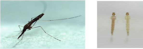 말라리아에 감염된 얼룩날개모기와 유충
