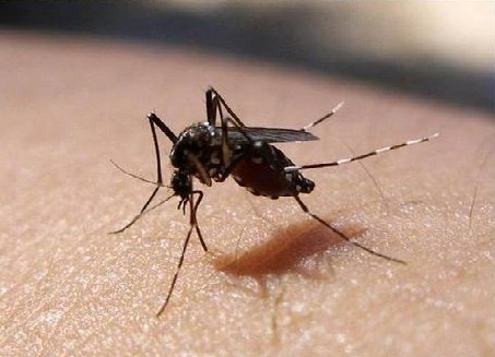말라리아 매개 모기.