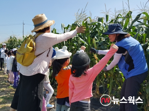 성남시민농원에서 2018년 7월 열린 옥수수 따기 체험 행사 모습(사진=성남시)