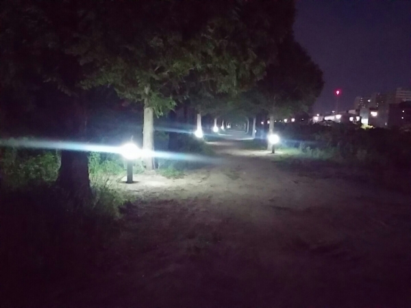 산책할 수 있는 산책로인 메타세콰이어길에 LED경관조명등을 설치했다(사진제공=영천시)