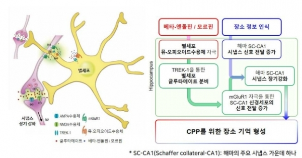 별세포를 통한 특정 장소 선호(CPP) 기억 형성의 분자 및 세포적 메커니즘        베타-엔돌핀 또는 모르핀에 의하여 해마 별세포의 뮤-오피오이드수용체에 결합하면, TREK-1을 통하여 별세포로부터 글루타메이트가 분비되어 SC-CA1 신경세포의 신호전달이 증가하게 된다. 이 때 장소에 대한 정보가 뇌에 들어오면 SC-CA1 신경세포의 신호전달이 증가하게 된다. 뇌에서 베타-엔돌핀이 분비되거나 강력한 마약성 진통제인 모르핀을 투약함과 동시에 장소에 대한 정보가 인식되면 해마의 SC-CA1 시냅스의 장기강화가 형성되어 특정 장소 선호(CPP) 기억이 형성된다. 이런 메커니즘을 통해 베타-엔돌핀이 분비되거나 모르핀을 투약하였던 장소를 기억하고 좋아하게 된다.