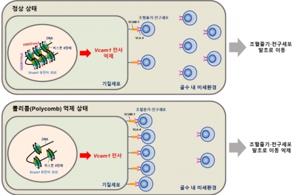 폴리콤단백질의 기능이 억제 될 때, VCAM-1의 세포 표면 발현이 증가 되어, 조혈줄기·전구세포의 말초로의 이동이 억제 된다.  (그림제공=한국연구재단)