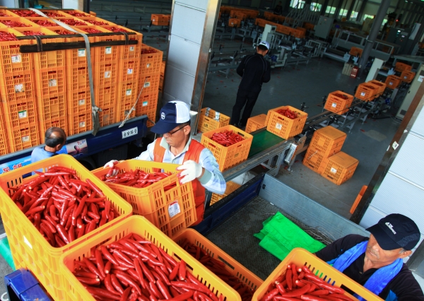 영양고추유통공사는 지난 8일부터 9월 30일까지 2019년산 홍고추 수매를 실시한다. (사진제공=영양군)