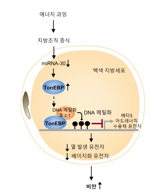 에너지 과잉으로 증식된 지방세포에서 TonEBP 단백질이 증가함. ⑵ TonEBP가 DNA 메틸화효소1(DNMT1)과 결합하여 DNA를 메틸화시키는 후성유전학적 조절(epigenetic regulation)을 통해 베타3 아드레너직 수용체(β3 adrenergic receptor)의 발현을 억제함. ⑶ 이는 열 발생 단백질 및 베이지화 단백질들의 감소를 유도하여, 백색 지방세포의 에너지 소비가 감소하고 비만을 촉진하게 됨.