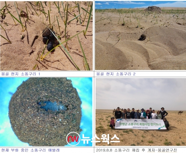 몽골 현지 소똥구리와 부화 중인 소똥구리 애벌레 (사진=양평군)