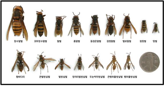 벌 크기 현황 (자료=행정안전부)