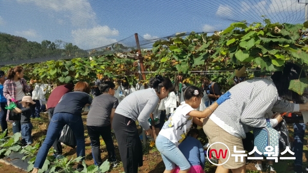 포도 수확 체험을 하고 있는 시민들(사진=부천시)