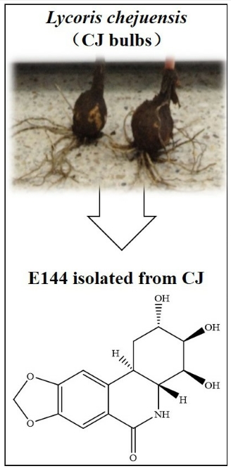 국산 자생식물인 제주상사화(CJ)의 알뿌리와 그로부터 분리된 항염증 물질인 7-Deoxy-trans-narciclasine(E144).