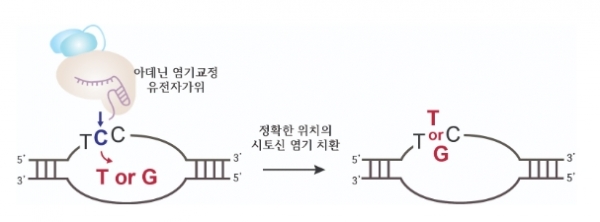 아데닌 염기교정 유전자가위는 크리스퍼 유전자가위와 아데닌 탈아미노효소가 결합된 형태로써, DNA 서열 중 아데닌(A)을 찾아 구아닌(G)으로 교체할 수 있다고 알려져 있다. 연구진은 아데닌 염기교정 유전자가위가 그림처럼 5‘-TCC-3’와 같은 시토신이 두 개 이상인 시퀀스에서 시토신(C)을 티민(T) 또는 구아닌(G)과 같은 다른 염기로 정교하게 교정할 수 있다는 것을 밝혀냈다.