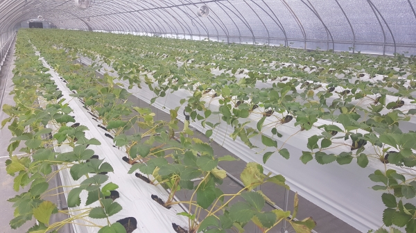 성주군이 고품질 딸기 생산을 위한 시설과 컨설팅 지원을 추진해 농가로부터 큰 호응을 얻고 있다.(사진제공=성주군)