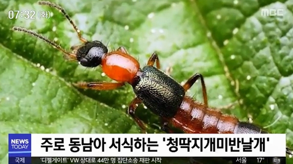 화상벌레 (사진=MBC 캡처)