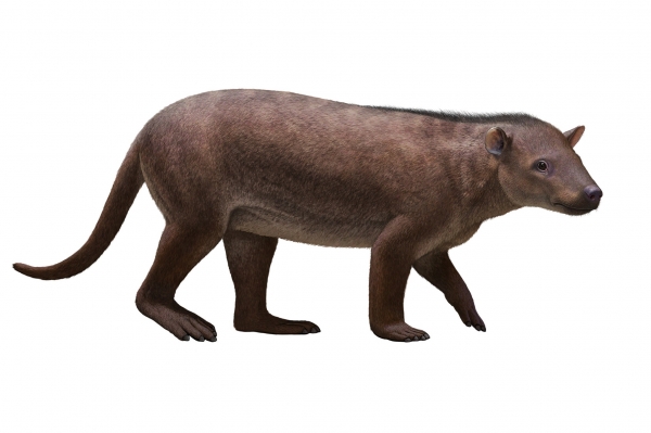 돼지 크기의 초식동물인 카시오프티쿠스(Carsioptychus)도 코랄 블러프스(Corral Bluffs) 사이트에서 발견된다. 그것은 대량 멸종에서 살아남은 가장 큰 포유류보다 대략 35배나 더 컸다.신용...안드레이 아투친