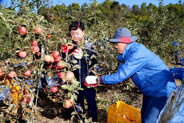 권영세() 안동시장이 농촌 일손 돕기에 사과재배 농가를 찾아 사과 수확에 구슬땀을 흘리고 있다.  (사진제공=안동시)