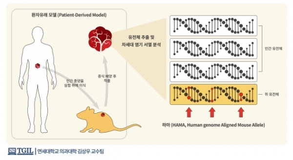 환재유래 모델을 통해 배양된 환자의 암 조직에는 필연적으로 쥐 유전체의 오염이 발생할 수 밖에 없으며 이때 인간 유전서열과의 차이 때문에 검출되는 쥐 유전체 유래의 위양변이를 하마(HAMA, Human genome Aligned Mouse Allele)라고 정의하였다.