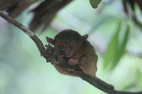 필리핀의 보물섬 보홀의 명물 안경원숭이 (사진=KRT여행사)
