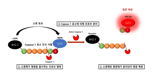 캐스페이즈-1 효소 표적 형광체의 모식도. 캐스페이즈-1 효소에 반응하여 형광을 낼 수 있는 기술이다. (그림제공=KIST)<br>
