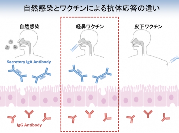 자연면역과 인플루엔자 백신 주사형과 스프레이형 비교(그림: 일본국립감염병연구소 보고서에서)