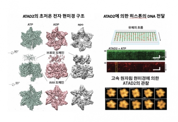 초저온 전자현미경, 단분자 형광이미징, 고속 원자힘 현미경이라는 세 가지의 생물물리학적 기법을 이용하여 ATAD2 분자의 구조를 관찰하고 DNA에 히스톤을 전달하는 기작을 규명하였다. (좌) 초저온 전자 현미경으로 풀이한 ATAD2의 세 가지 구조. 각각의 색깔은 다른 에너지 상태를 나타내며, 고리 구조에서 나선형 구조로의 변화를 보임(우, 상단) 단분자 형광 이미징을 통해 ATAD2가 DNA(초록색)에 히스톤 (붉은색) 분자를 결합시켜주는 과정을 보임.(우, 하단) 고속 원자힘 현미경에 의한 ATAD2 구조 변화의 실시간 관찰.