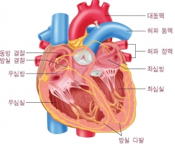 심장의 구조