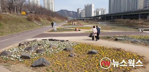 안양시는 안양천일대에 봄꽃 2만5천본을 식재했다. (사진제공=안양시)