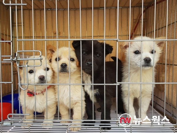 시 동물보호센터에 구조된 강아지들(사진제공=용인시)