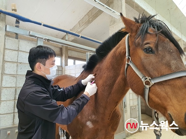 한국마사회 관계자가 말에게 예방접종을 하고 있다. (사진제공=한국마사회)