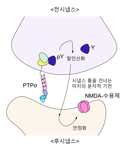 NMDA 수용체는 기억을 매개하는 것으로 알려진 수용체이다. 이 수용체가 시냅스 내에서 위치할 수 있도록 안정화시키는 분자적 기전은 아직까지 제대로 알려진 바가 없다. 이번 연구를 통해, PTP 단백질이 전-시냅스에 있는 다른 단백질의 탈인산화를 통해 NMDA 수용체를 안정화시켜 기능을 조절함을 밝혀냈다.