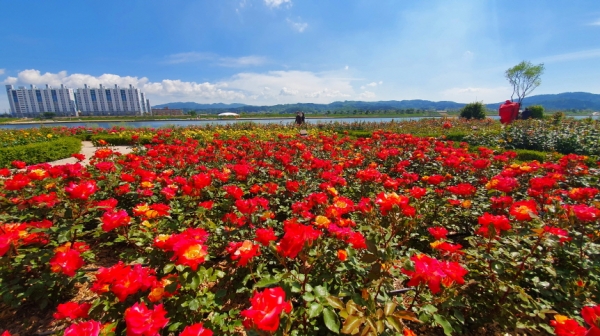 포항시 남구 효자동 일원 형산강 장미원에 각양각색의 장미꽃들이 꽃망울을 터뜨려 형산강 수변을 아름답게 수놓았다. (사진제공=포항시)