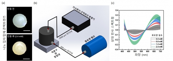 반사광 측정으로 눈물 포도당 예측을 위한 분광 시스템. 그림 (a)는 포도당과 반응하여 색상이 바뀐 나노 입자 콘택트렌즈 이미지를 보여준다. 그림 (b) 반사 분광 시스템의 구조이다. 할로겐 램프가 600 m 파이버로, 분광기는 1000 m 파이버로 연결되어 있다. 그림 (c)는 0.0, 0.6, 1.2과 2.4 mM 포도당 용액에 반응 전과 후 반사스펙트럼의 차이를 나타내는 그래프다.