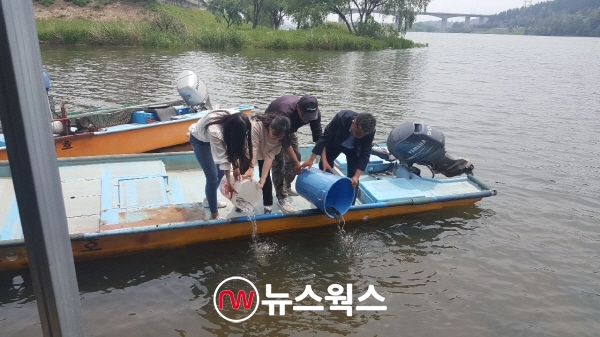 양평군이 지난 22일 뱀장어 1만5000마리를 남·북한강에 방류하고 있다. (사진제공=양평군)
