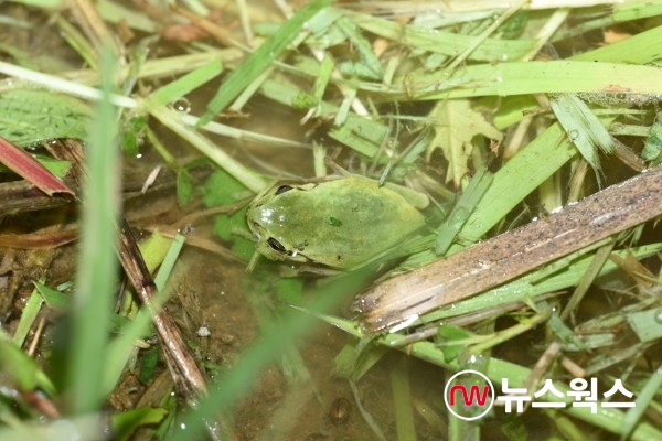 2019년 8월7일 평리동 논에서 발견된 수원청개구리(사진제공=수원시)