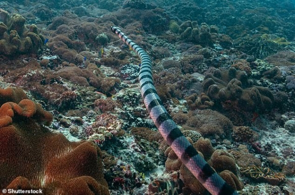 목이 가는 바다뱀(수체 멜라노세팔루스) 인도네시아 발리. 호주와 아시아 해역에서 발견된 바다뱀의 '수체' 속은 자외선에 대한 민감도를 확장시켜 물속에서 푸른색을 띠게 했다.