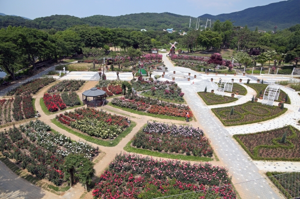 서울대공원 장미원 전경(사진제공=서울대공원)