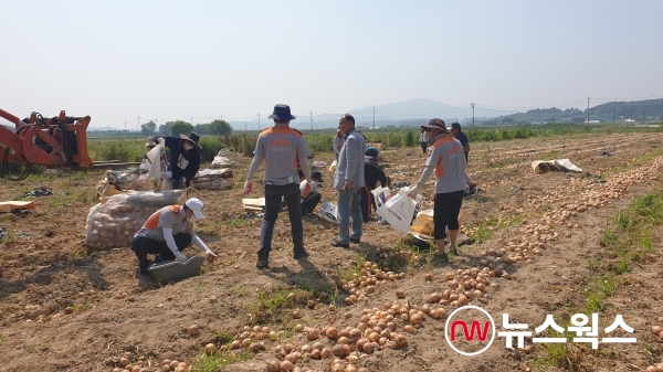자원봉사자들이 처인구 백암면의 한 양파 재배 농가에서 수확을 돕는 모습(사진제공=용인시)